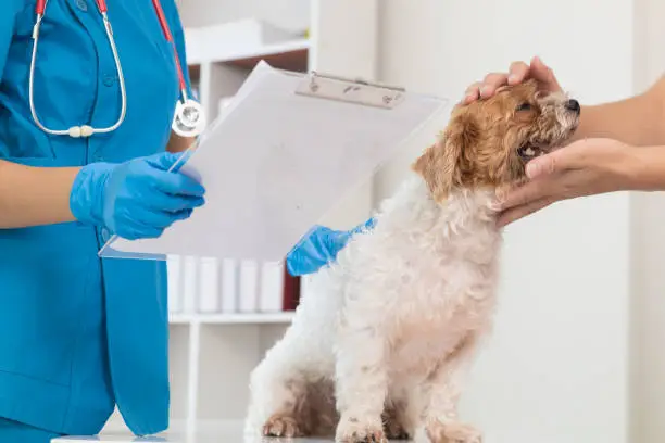 spot pet insurance top image